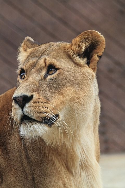母狮 非洲人 猫 动物 狮子 捕食者 荒野 食肉动物 苹果浏览器