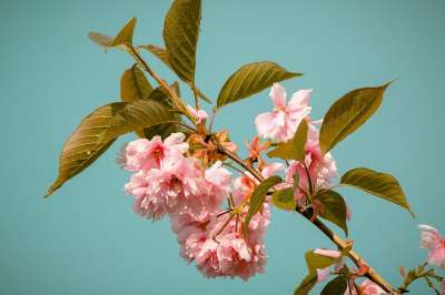 樱花在雨 樱花 樱桃 雨 水 粉色的 春天 白色的 日本樱花盛开