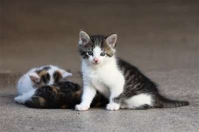 宠物 小猫 猫科动物 猫 可爱的 动物