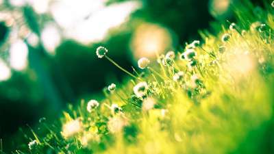 植物群 花朵 花园 特写 自然 春天 野花