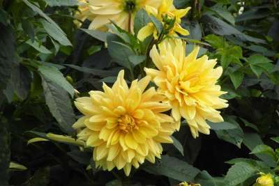 大丽花 花园 花 黄色 在秋天 植物 图 Georginie