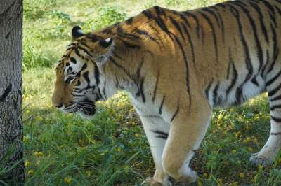 动物 老虎 哺乳动物 荒野 物种 动物群 野生动物 猫 猫科动物