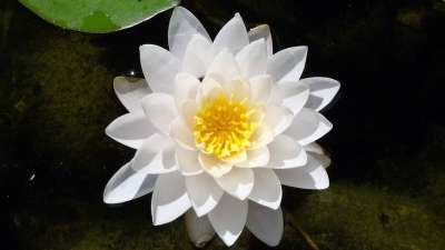 莲花 漂浮的 白色的 花 荷花 夏天 水 池塘 百合