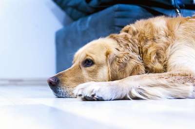 狗 金毛猎犬 宠物 动物