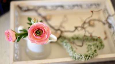 茛 开花 投标 春天 粉色的 浪漫的 花 春天的花朵 装饰