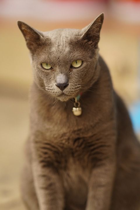 猫 动物 泰国 户外 猫科动物 宠物 国内的猫 国内动物