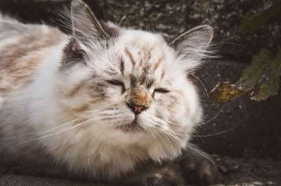 猫 宠物 猫科动物 动物 毛皮 基蒂 国内的 国内的猫 猫肖像