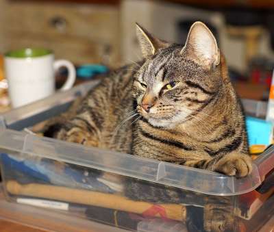 猫 女性 厨房 家猫 猫脸 肖像 可爱的 头 动物 家畜