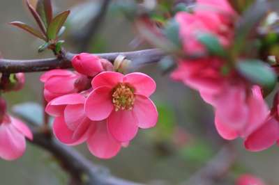 花朵 植物学 桲 观赏木瓜 开花 盛开 春天 木瓜类