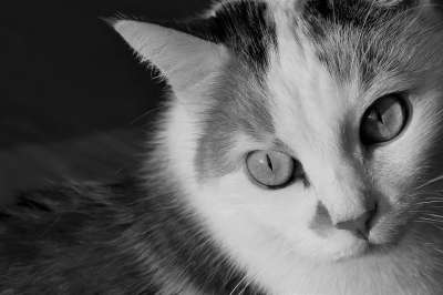 猫 动物 黑和白 家畜 家猫 猫眼 白色的 猫脸