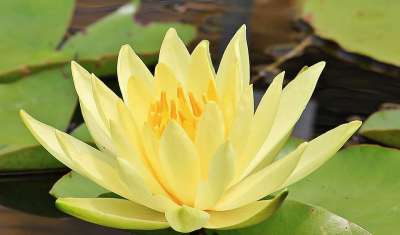 荷花 独独黄 水生植物 开花 池塘 自然 盛开 花 花园池塘
