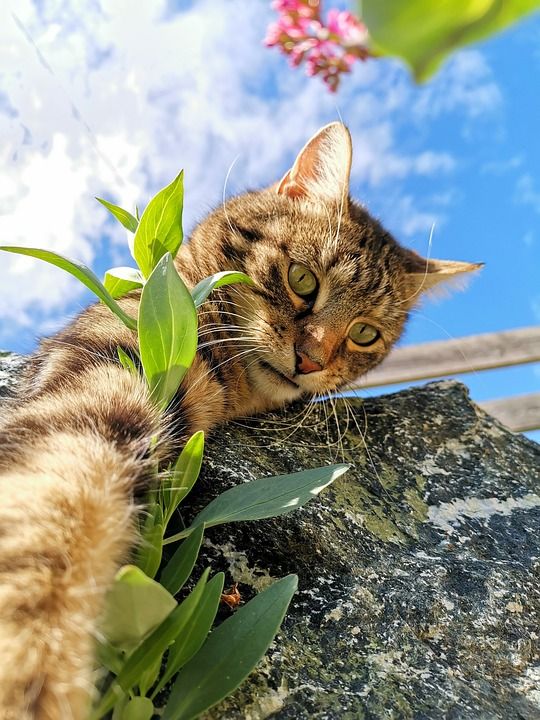 猫 蓝天 天堂 家畜 老虎 家猫 虎猫 自然