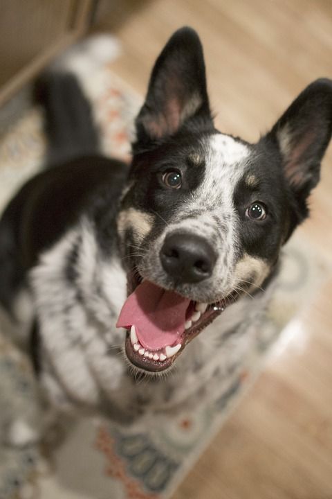 狗 宠物 快乐的 澳大利亚 澳大利亚牧羊犬 边境牧羊犬 犬类 动物