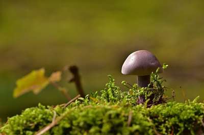 蘑菇 苔藓 森林 小蘑菇 自然 森林地面 迷你蘑菇 特写
