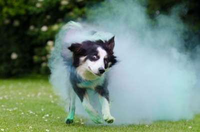 边境牧羊犬 洒红节的颜色 狗 英国牧羊犬 走狗 牧羊犬