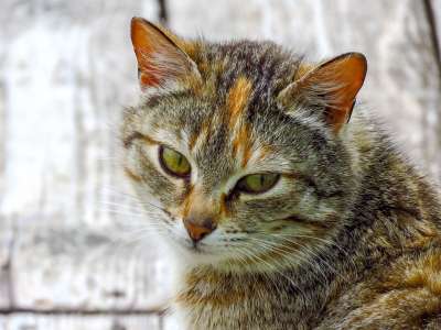 猫 宠物 动物 国内的 猫科动物 哺乳动物 特写