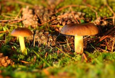 蘑菇 植物 毒菌 真菌学 森林 苔藓 荒野 自然