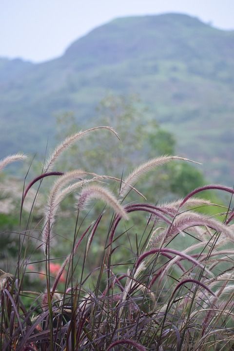 猴子的尾巴的工厂 自然 植物群 花园