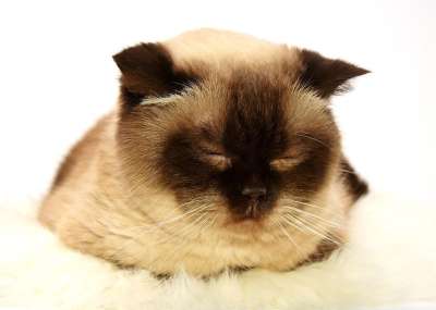 英国短毛猫 猫 家畜 英国 短发 家猫 纯种 野生动物 品种猫