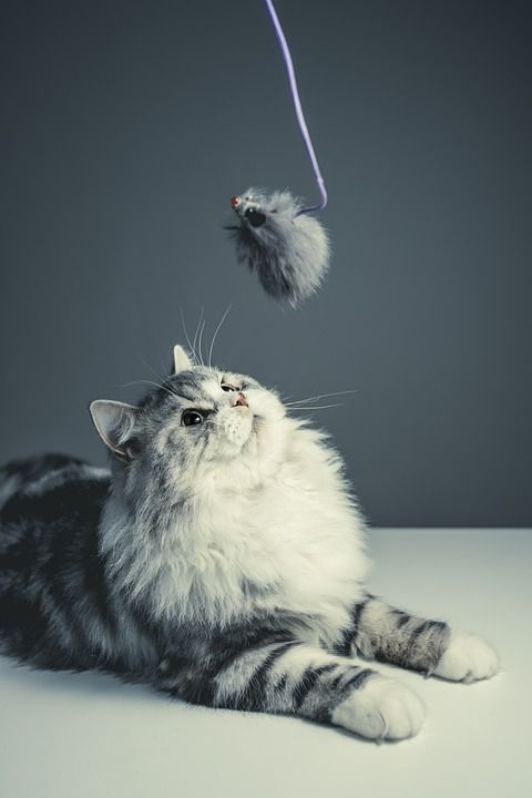 猫 波斯品种 黑灰猫 宠物 调皮