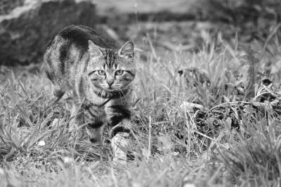 猫 猫科动物 条纹猫 动物 家畜 猫看 花园 黑色和白色
