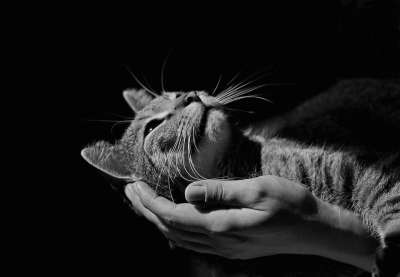 心灵的平静 猫 动物 漂亮 图 小猫 纵向 放松 毛皮 梦