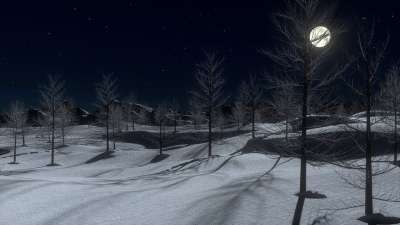 雪 夜晚 月亮 寒冷的 冬天 树木 景观 自然 季节 霜 光