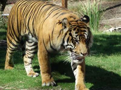 老虎 动物园 野生动物 猫 动物 捕食者