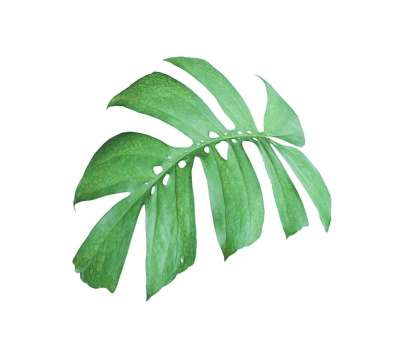 棕榈 叶子 绿色 植物学 异国情调 椰子 热带 叶 枝杈 树