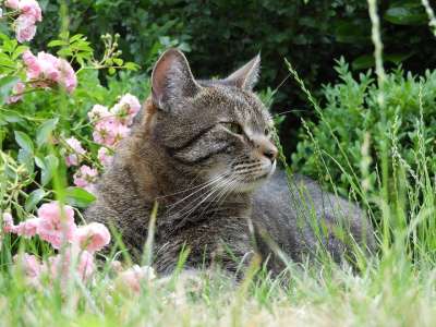 猫 花园 家畜 宿醉 家猫 夏天