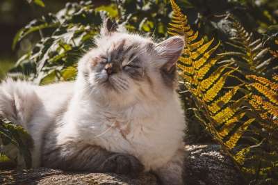 猫 花园 猫科动物 动物 自然 国内动物 户外 国内的猫