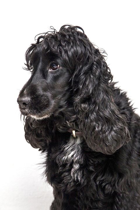狗 可卡猎犬 猎犬 可爱 动物 宠物