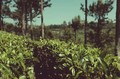 种植园 斯里兰卡 茶 印度 自然 亚洲 绿色 工厂 收成 锡兰