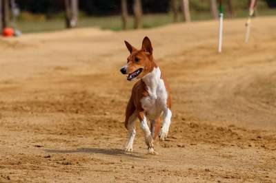 狗 灵缇犬 家畜 动物肖像 狗肖像 马场 赛狗活动 运动的