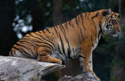 老虎 动物园 动物 捕食者 猫 猫科动物 危险的 野生动物 野猫