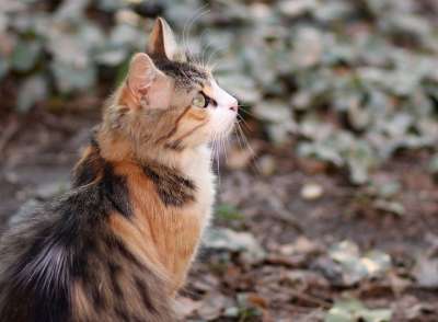 那只猫 猫似的 有色 动物 看 美丽