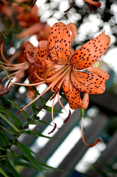 百合 老虎莉莉 橙色的 花卉 花园 莉莉 花朵 花粉 夏天