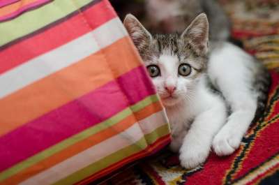 猫 小猫 家猫 猫的眼睛 猫在看 达乔维茨 猫眼