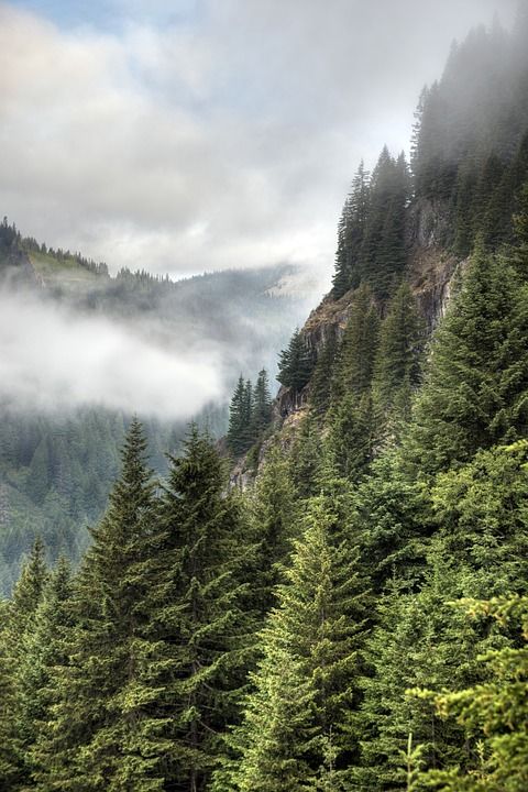 史蒂文斯峡谷 早期的 早晨 多雾路段 雷尼尔山 远足 背景 问候