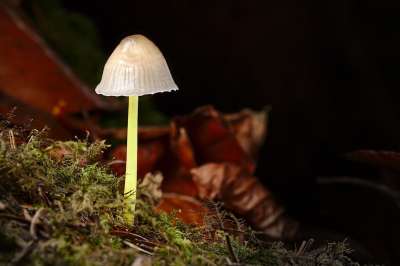 蘑菇 落下 森林 关闭