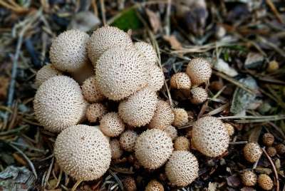 蘑菇 牛人 自然 森林 森林地面 圆 球形 带刺的 来形成