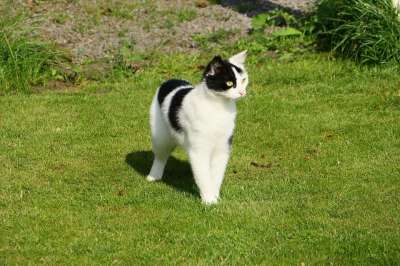 猫 女性 哺乳动物 家畜 可爱的 伴侣 细心 肖像