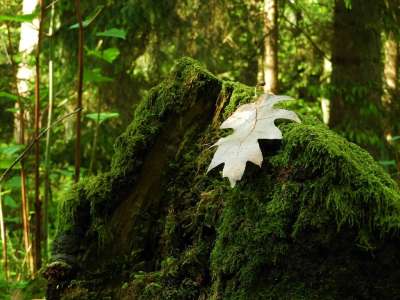 叶子 苔藓 森林 自然 森林地面 树叶 植被