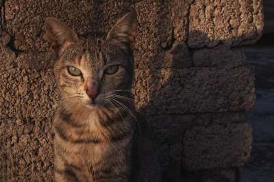 高清壁纸 猫 动物 猫科动物 宠物 可爱的 肖像 老虎 小猫