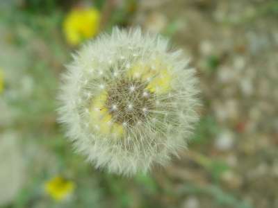 蒲公英 花 野花 大自然 工厂 孢子