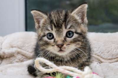 猫 小猫 宠物 猫科动物 动物 毛皮 基蒂 国内的 国内的猫