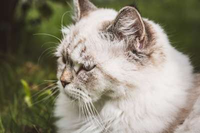 猫 宠物 猫科动物 动物 毛皮 基蒂 国内的 国内的猫 猫肖像