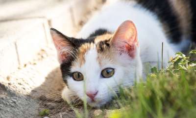 动物 猫 哺乳动物 物种 猫科动物 迷路 野生动物 三色