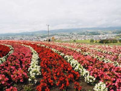 日本 北海道 店 Kamifurano 花 花园 山 公园 红色