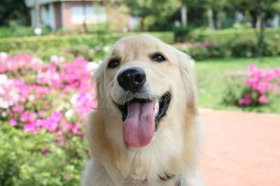 狗 黃金獵犬 寵物 犬 黃金獵犬 黃金獵犬 黃金獵犬 黃金獵犬